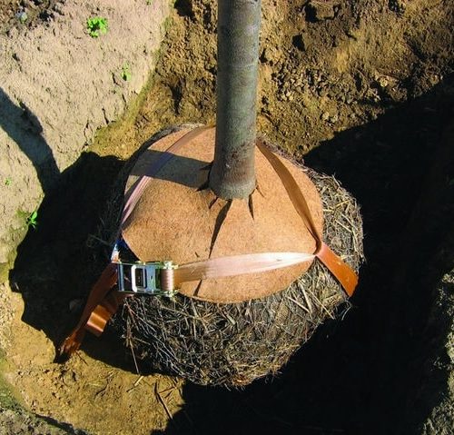 Kluitverankering