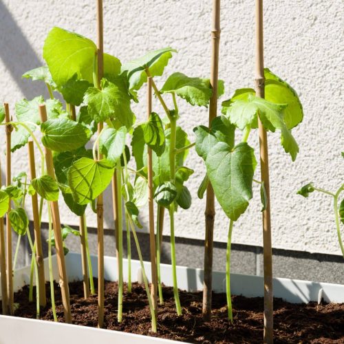 Plantenstokken