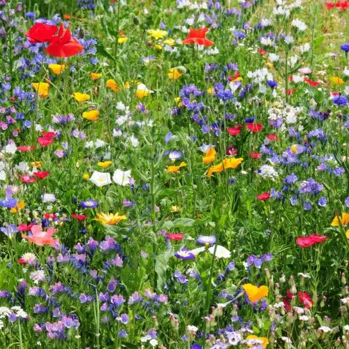 Bloemenmengsels