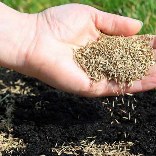 Graszaad