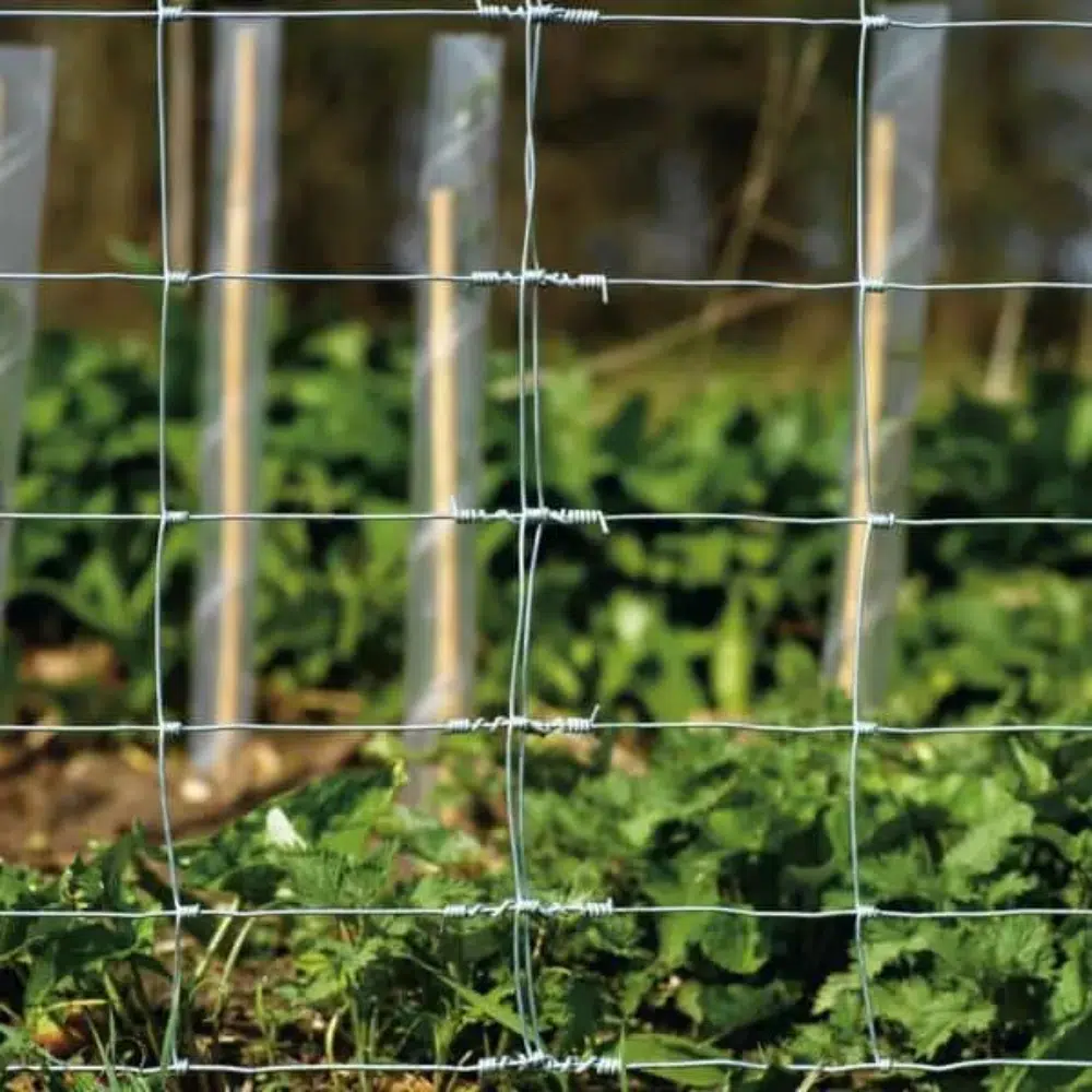 afbeelding van een schapengaas