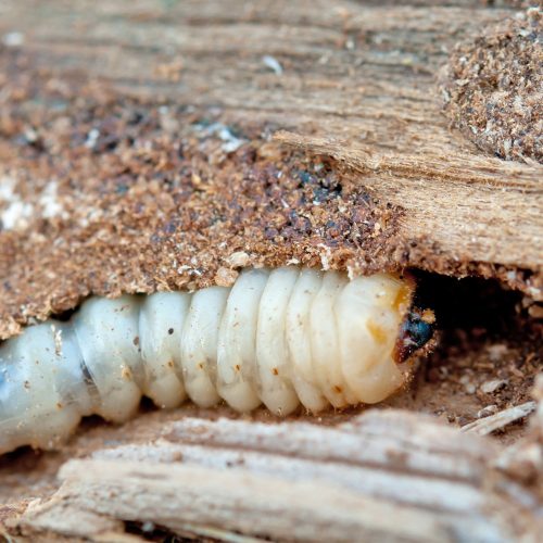 Houtworm