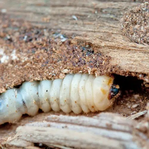 Houtworm