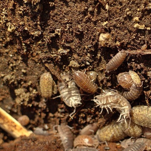 Kruipende insecten
