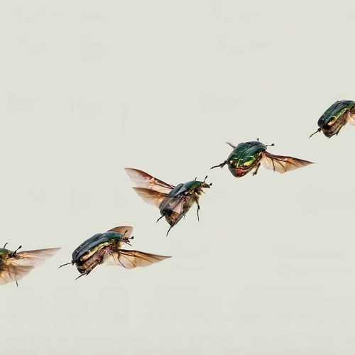 Vliegende insecten