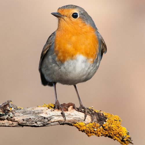 Vogels