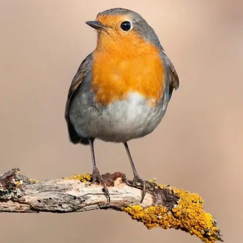 Vogels